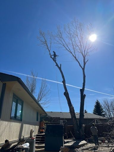 Tree Removal