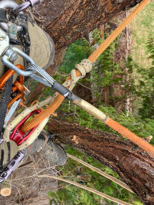 Tree Trimming and Removal