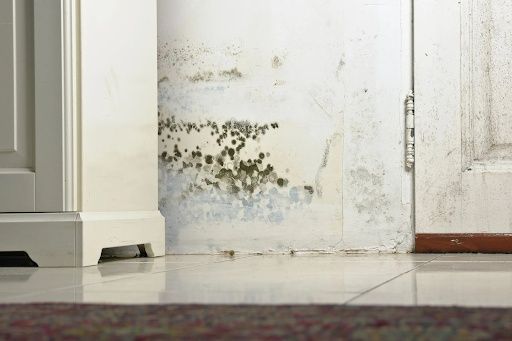 Mold Remediation
