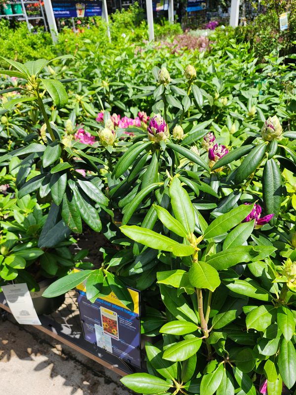 Flower & Tree Planting