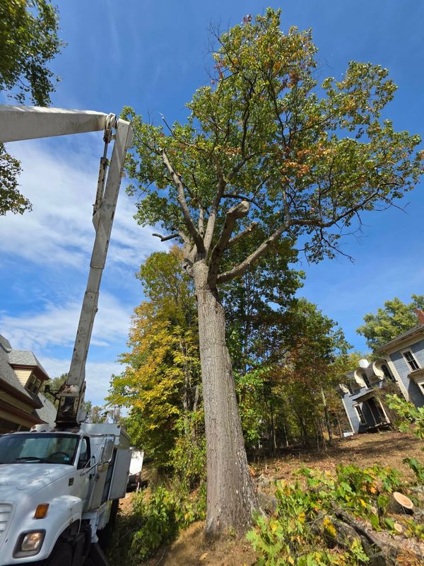 Tree Trimming