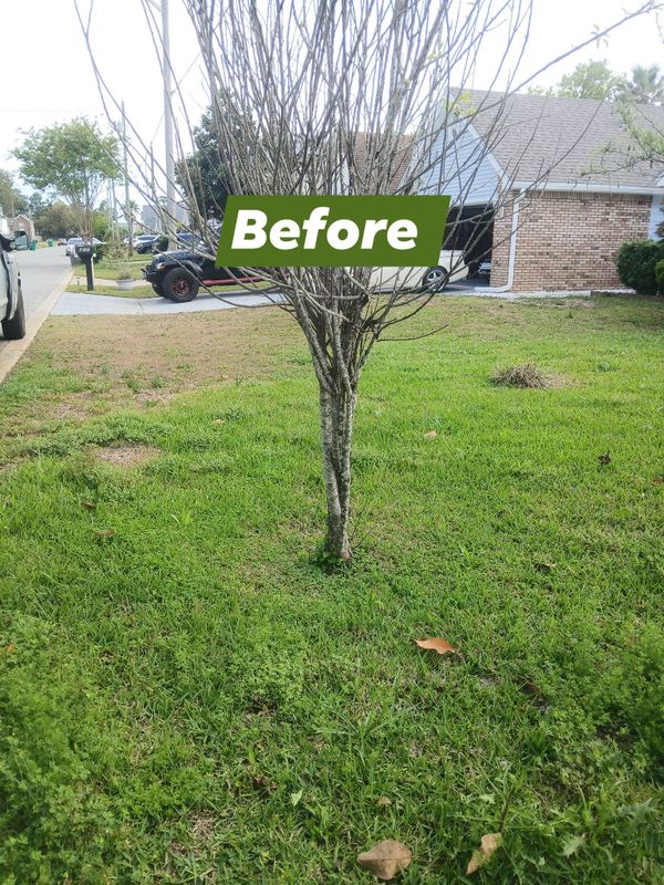 Mulch Bed Installation and Renovation