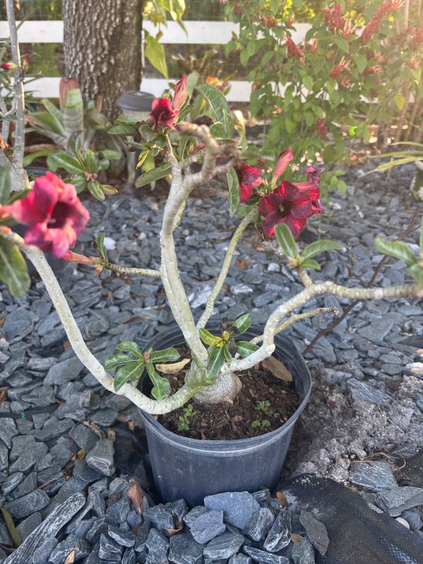 Plant Installation