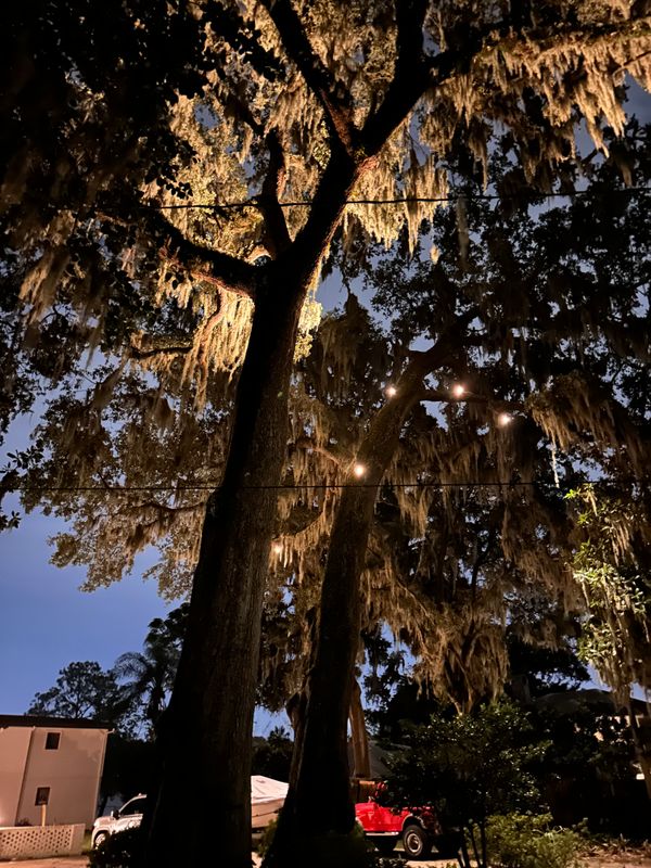 Landscape Lighting 