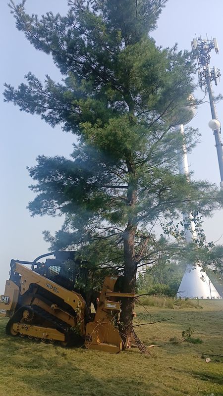 Tree Removal