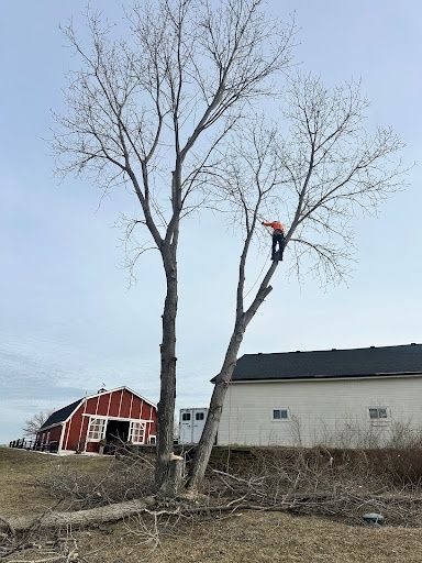 Tree Trimming