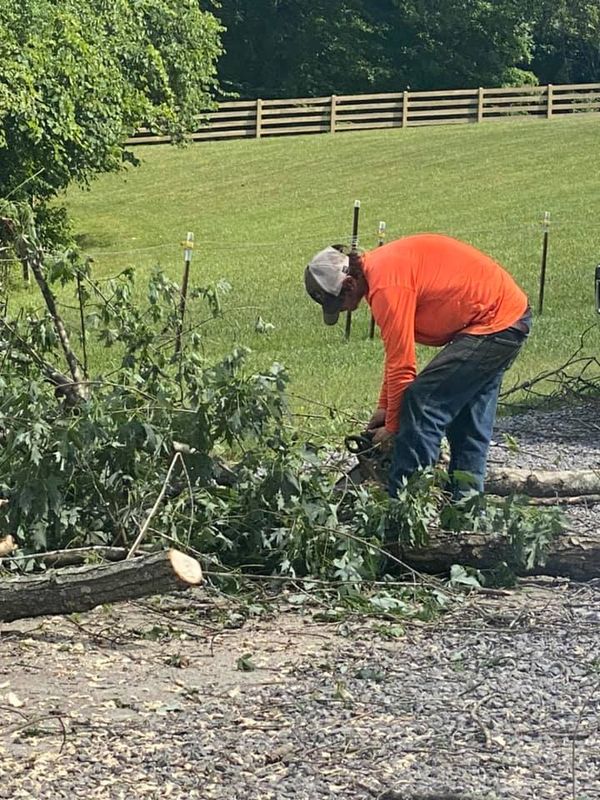 Tree Removal