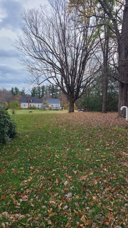 Fall Clean Up