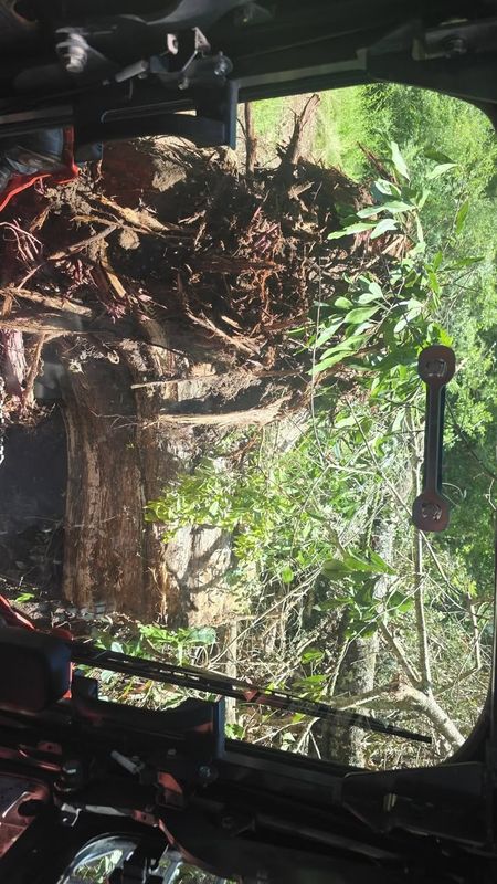Tree Removal