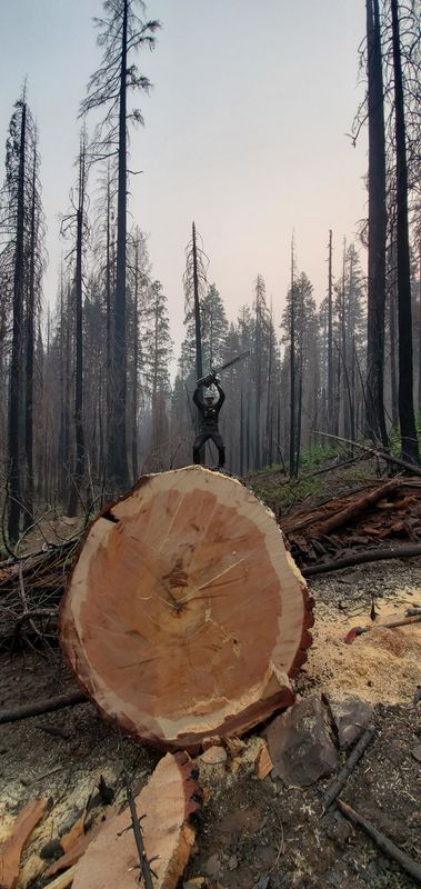 Tree Services