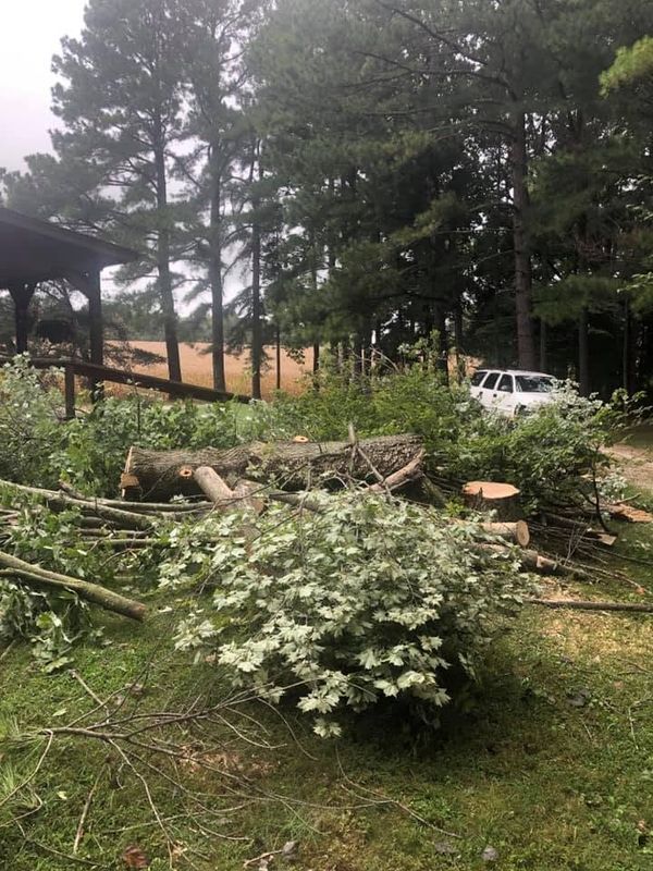 Tree Trimming