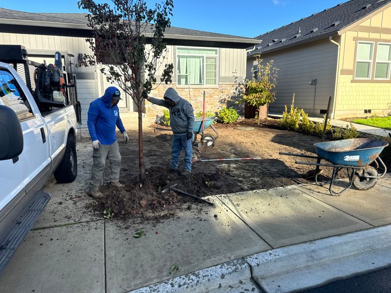 Shrub Trimming