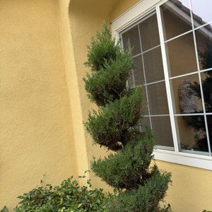Shrub Trimming
