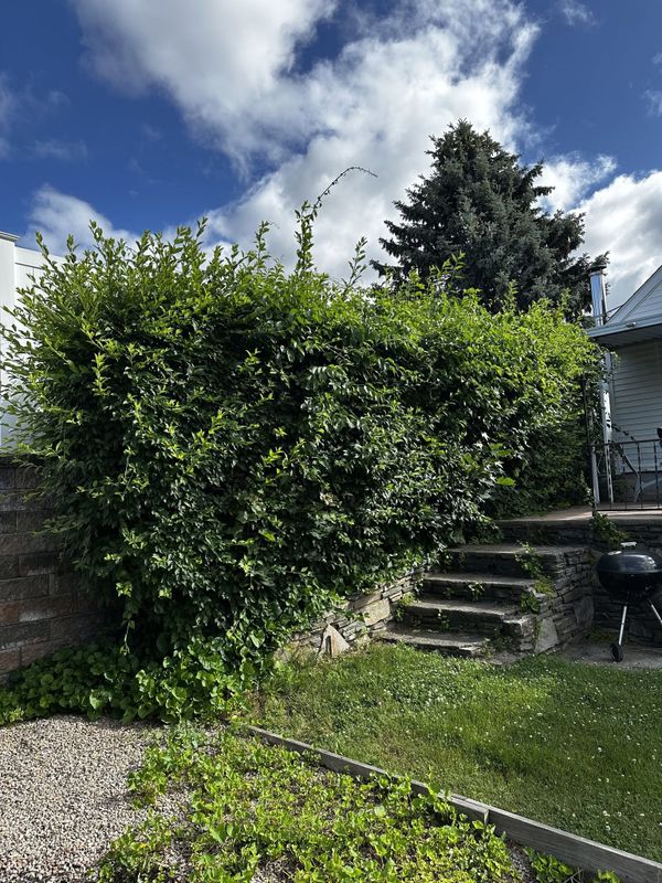 Tree & Shrub Care