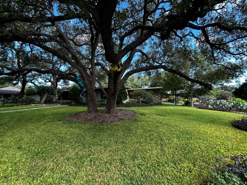 Tree trimming