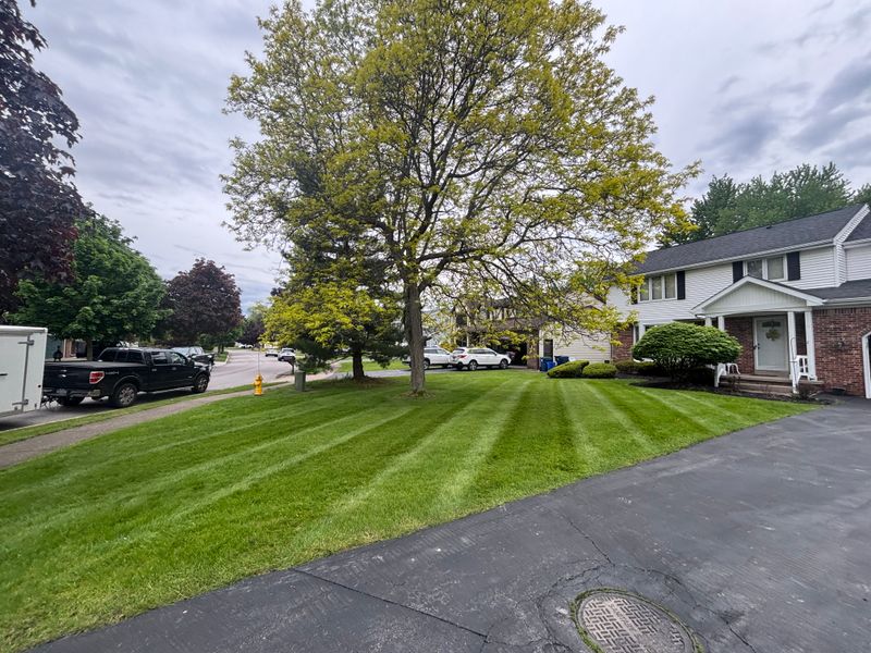 Lawn Maintenance
