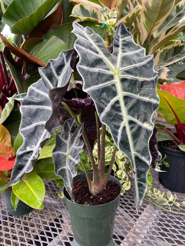 Plant Installation