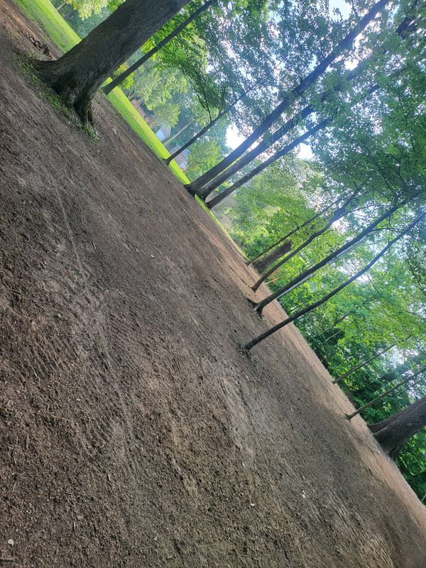 Land Clearing