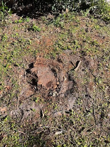 Stump Grinding