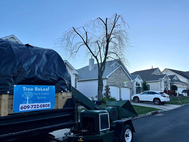 Tree Removal