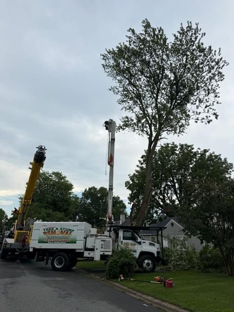 Tree Trimming