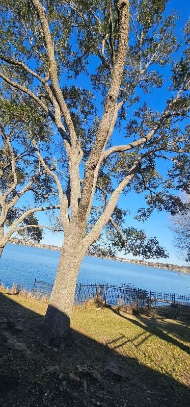 Tree Trimming