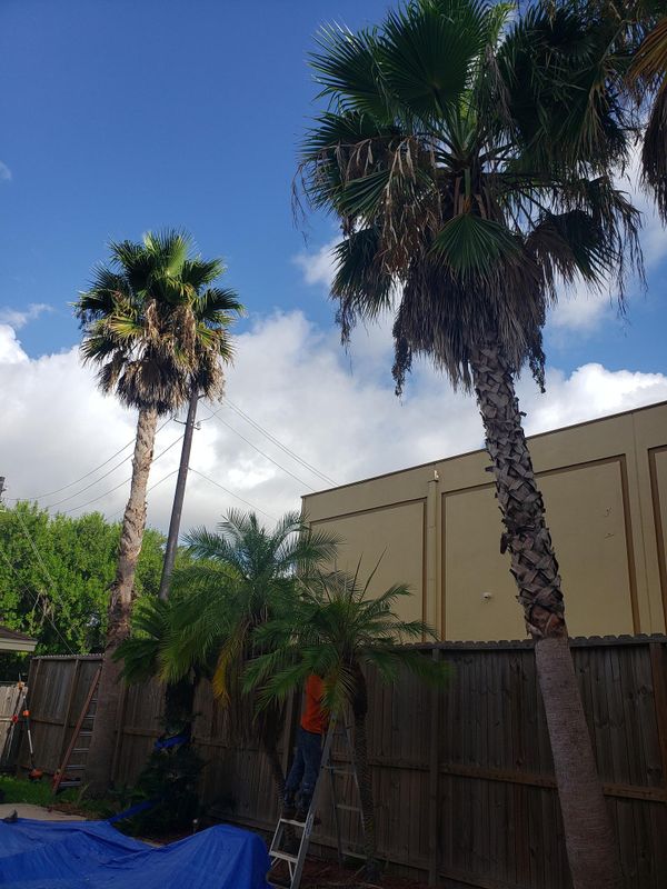 Tree Trimming