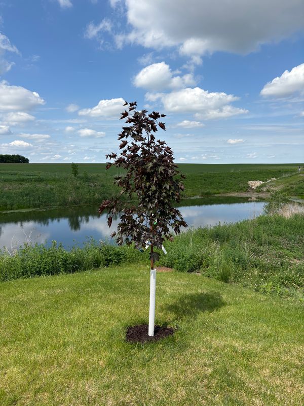 Tree and Shrub Care