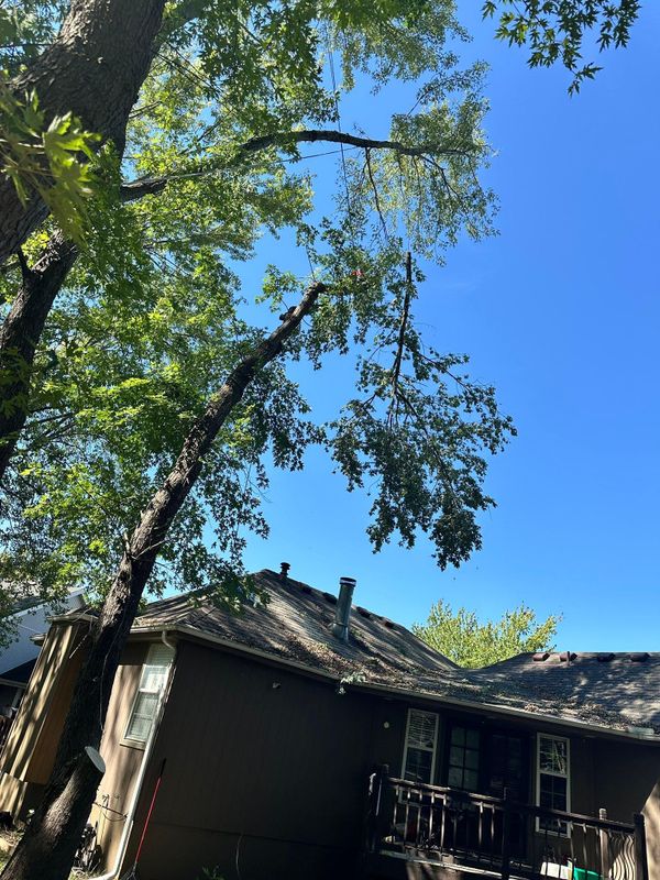 Tree Trimming