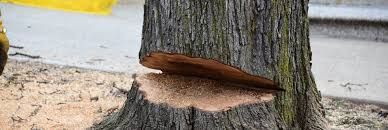 Tree Removal