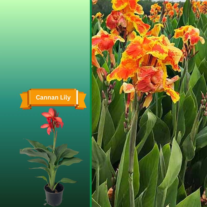 Plant Samples