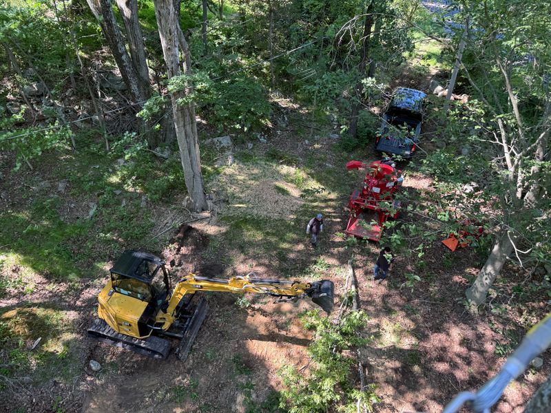 Tree Removal