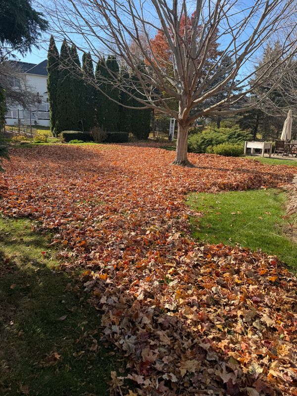 Lawn Aeration