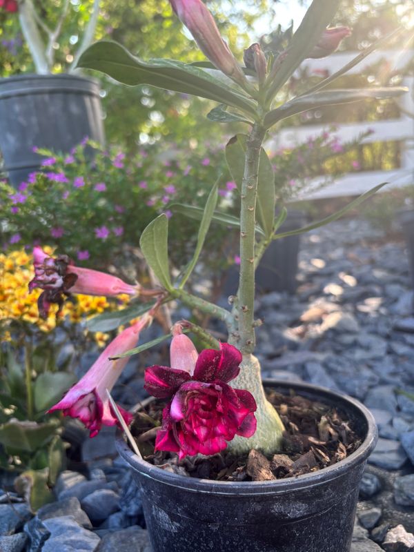 Plant Installation