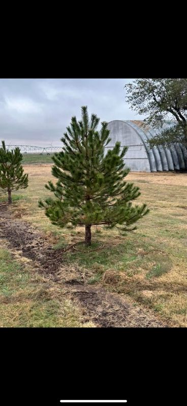 Tree Installations