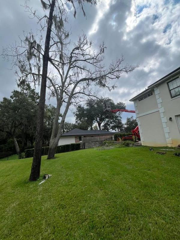 Tree Removal