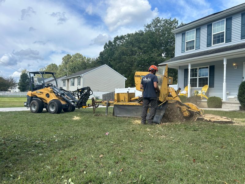 Stump Removal
