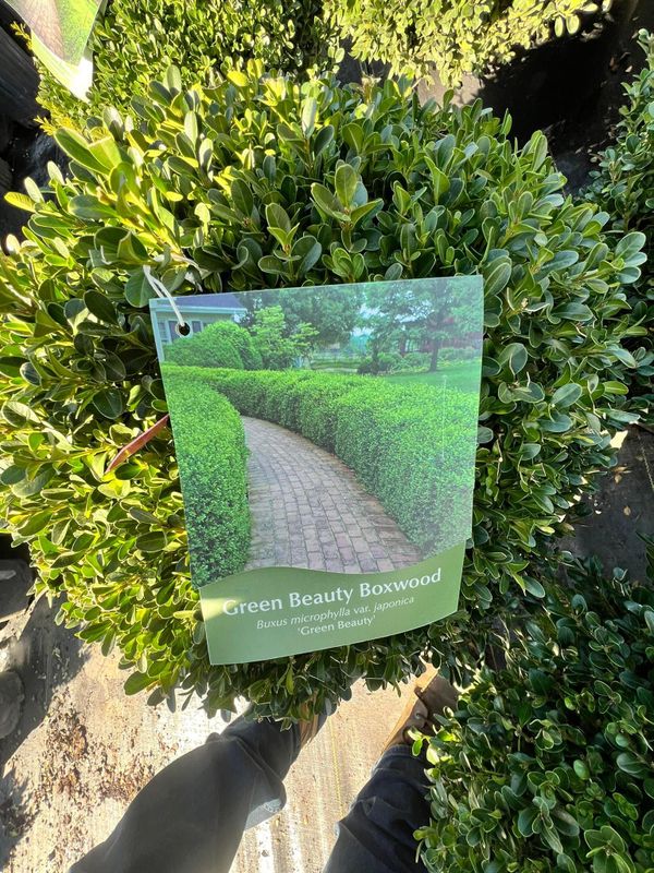 Shrub Trimming
