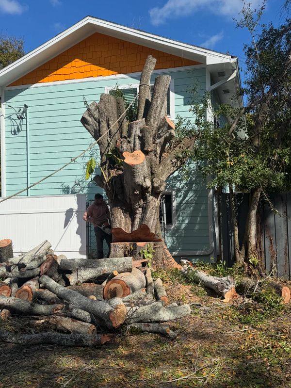 Tree and Shrub Care