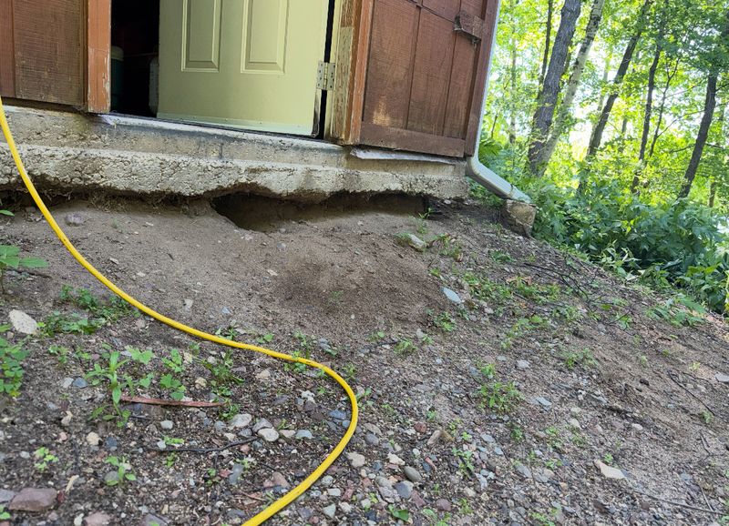 Woodchuck Removal