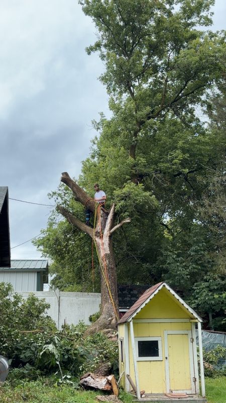 Tree Trimming & Removal