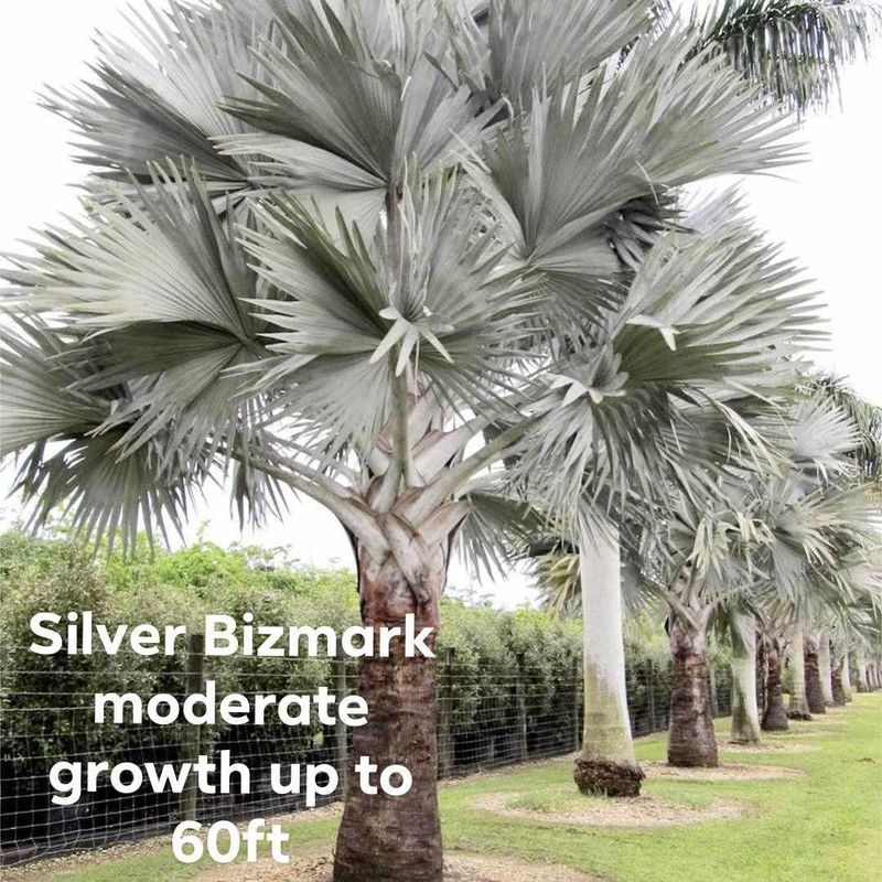 Plant and tree list