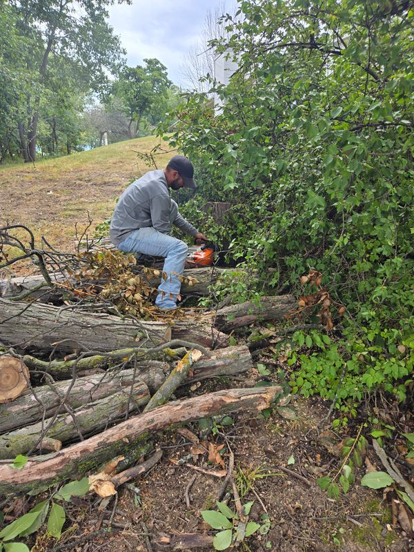 Tree Trimming