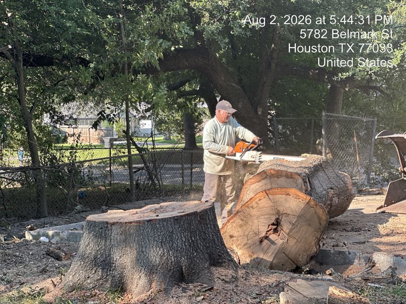 Tree trimming and removal