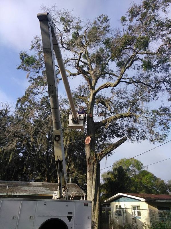 Tree Trimming
