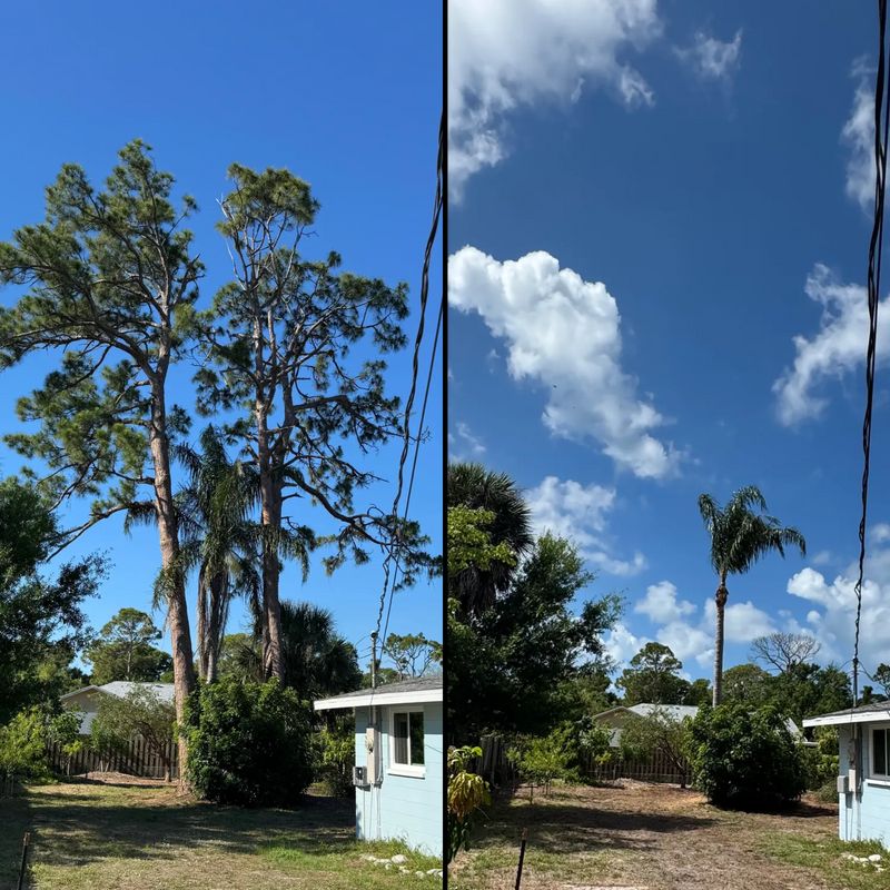 Tree Removal