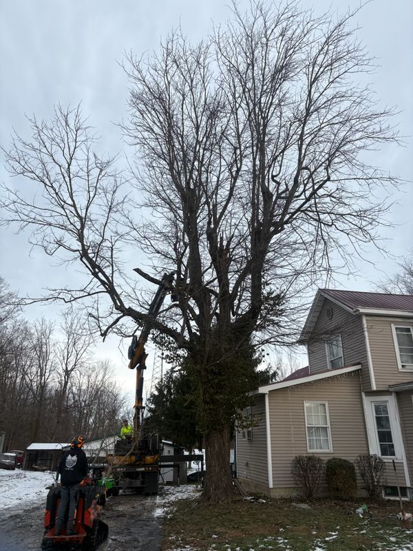 Masterful Tree Management: Enhancing Safety and Aesthetics with Anstaetts Tree Service