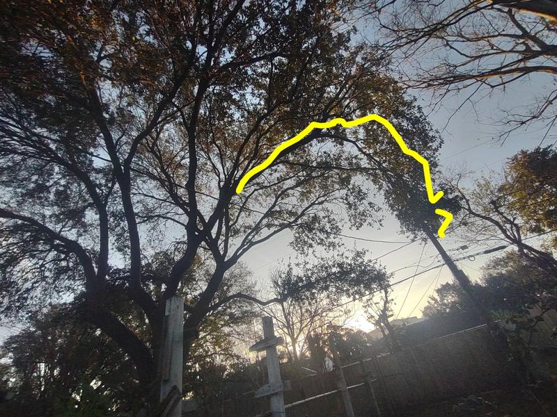 Tree Trimming