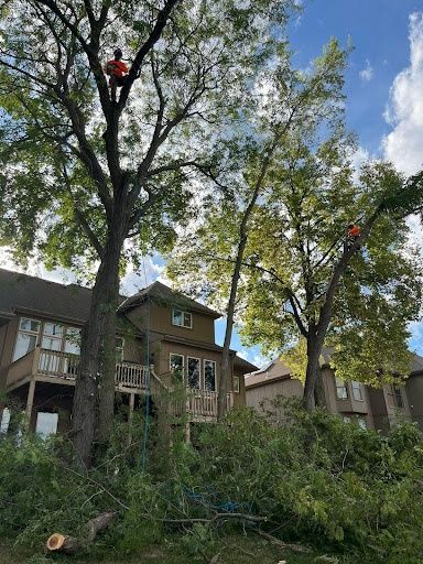 Tree Trimming
