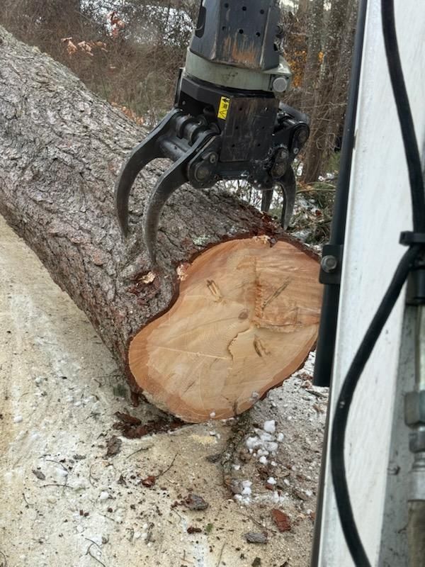 Precision Tree Solutions: Elevating Safety and Efficiency in New Boston, NH